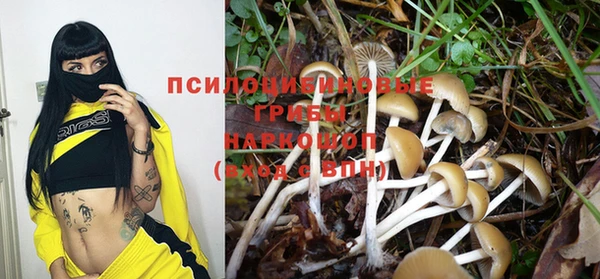 шишки Абаза
